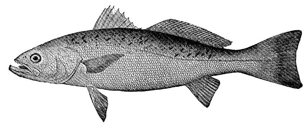 Cynoscion regalis_01.jpg